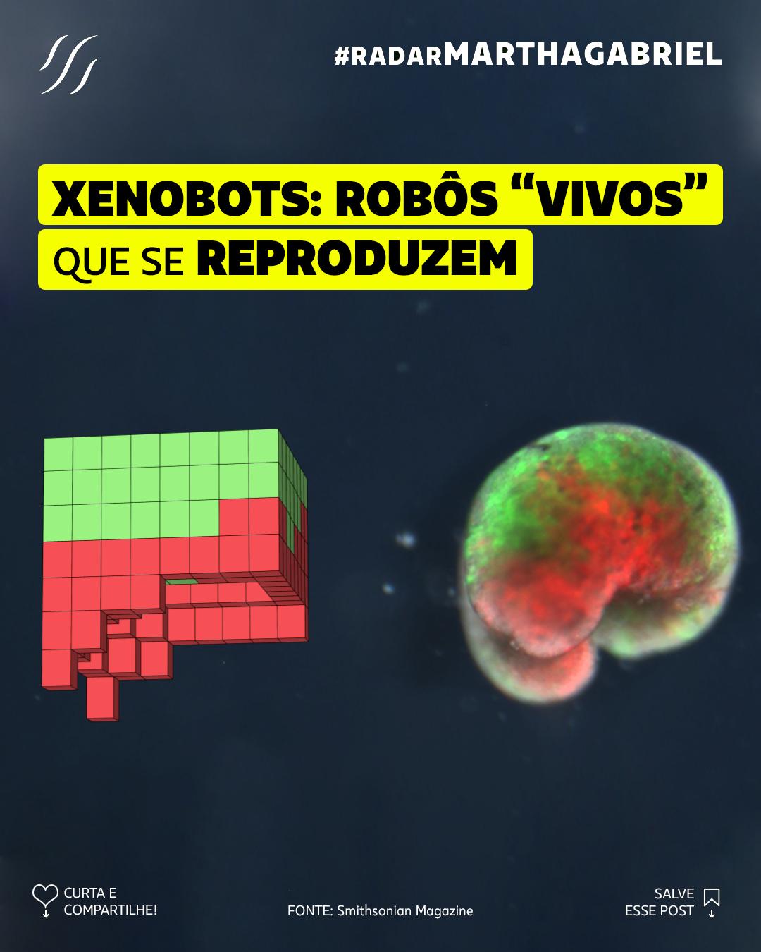 Xenobots: robôs "vivos" que se reproduzem