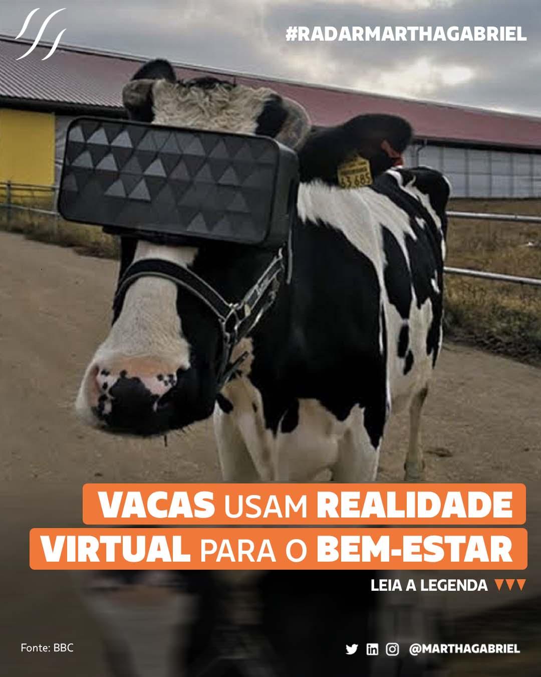Vacas usam realidade virtual para o bem-estar