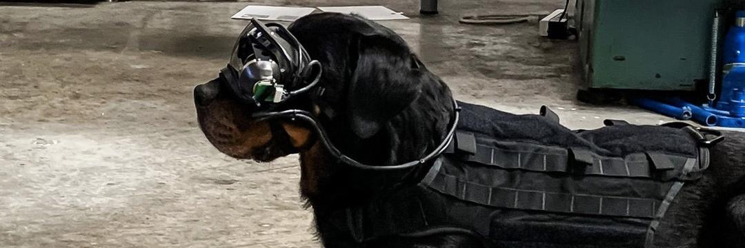 Exército dos EUA está testando dispositivo de Realidade Aumentada em cães